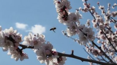 Kiraz ağacındaki arı. İlkbaharda çiçekli kiraz dalı. Bir vızıldayan arı güzel beyaz manzaranın tadını çıkarıyor. - Beyaz. Bahar Çiçekleri. Kiraz. Arkaplan