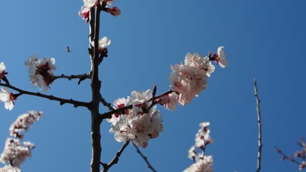 Abelha Cerejeira Ramo Cereja Com Flores Flor Primavera Uma Abelha — Vídeo de Stock