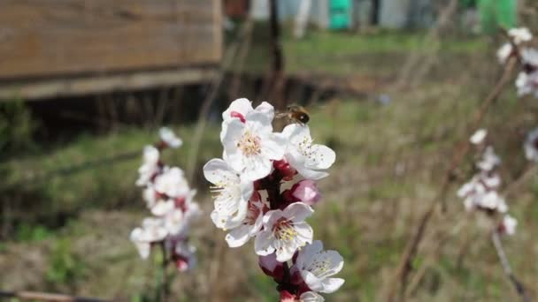 蜜蜂在樱桃树上开着春天花朵的樱桃树枝条 一只嗡嗡作响的蜜蜂正在欣赏那美丽的白色风景 白色的 — 图库视频影像
