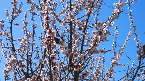 Kiraz Ağacındaki Arı Lkbaharda Çiçekli Kiraz Dalı Bir Vızıldayan Arı — Stok video