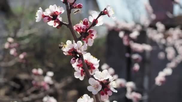 Bijen Kersenboom Kersentak Met Bloemen Lente Bloei Een Zoemende Bij — Stockvideo