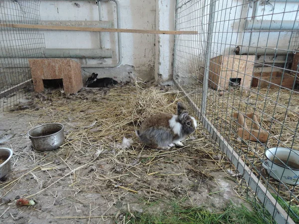 Conejos Domésticos Granja Jaula Granjas Animales Conejos Lindos Encerrados Jaulas — Foto de Stock