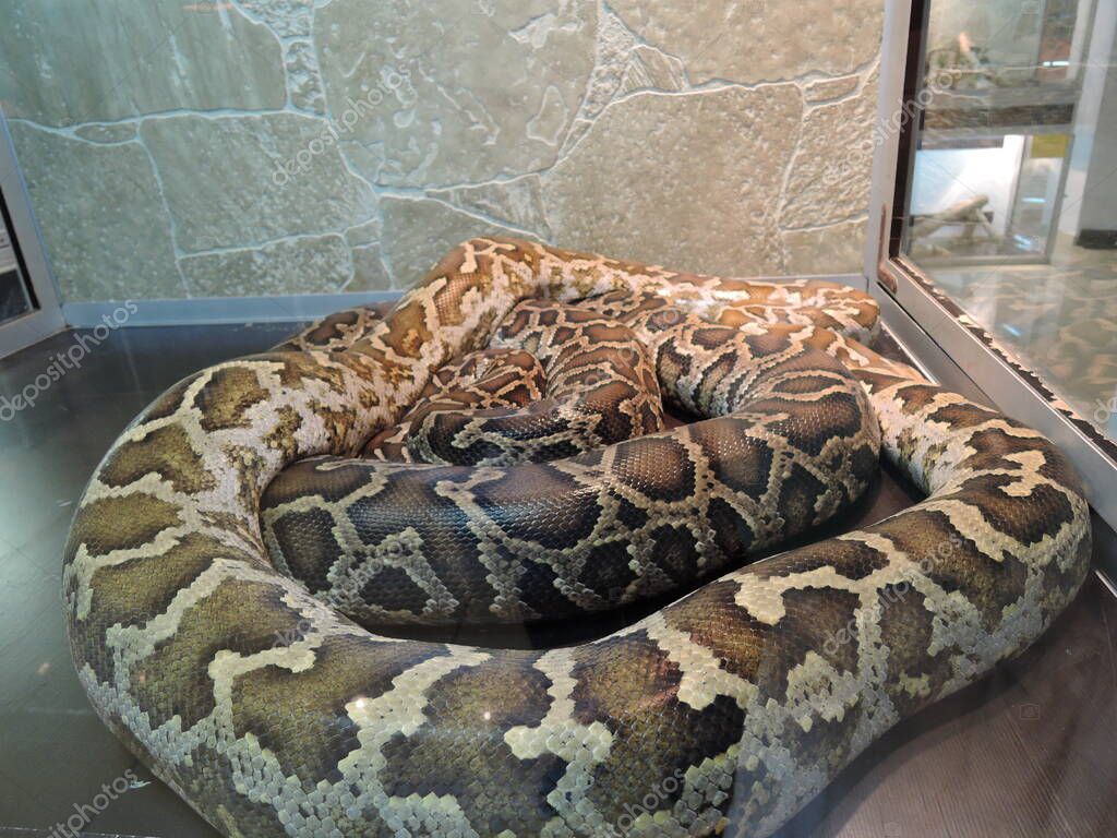 Un pitón Python molurus en un terrario en un zoológico, tumbado en