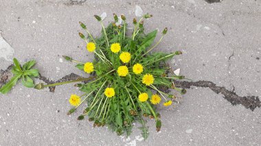 Karahindiba bitkisinin Macro Fotoğrafı. Kabarık sarı tomurcuklu karahindiba çiçeği. Toprakta yetişen sarı karahindiba çiçeği. Lamium purpureum bitkisi ile karahindiba