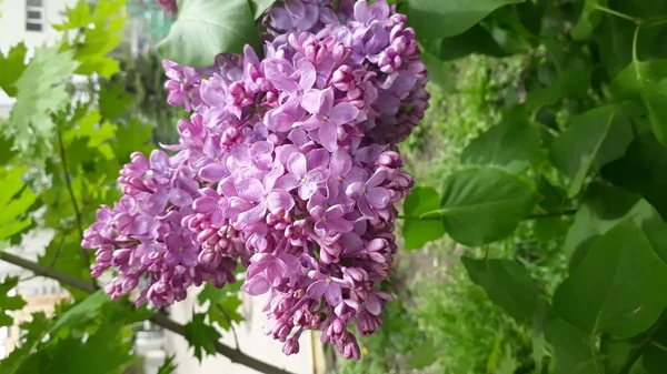 Arbusto Lila Púrpura Floreciendo Día Mayo — Foto de Stock