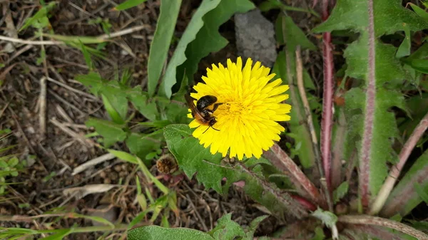 Arı, sarı bir karahindiba çiçeğinden nektar toplar. — Stok fotoğraf