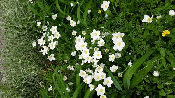 White Flowers Lapchatka Country — Stock Photo, Image