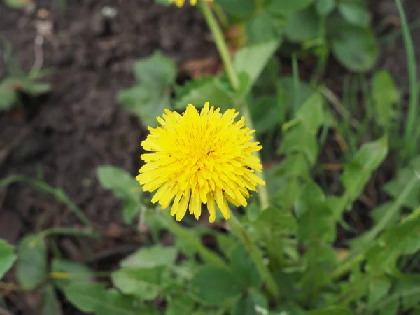 Dente de leão sobre fundo verde. Flores de primavera no chão — Fotografia de Stock