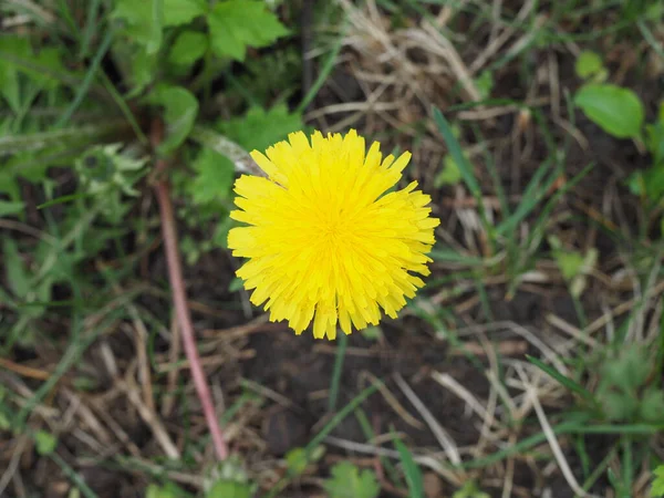 緑の背景にタンポポ。地面に咲く春の花 — ストック写真