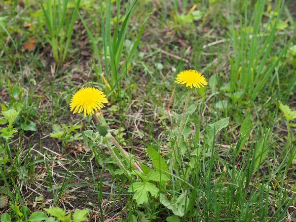 深い緑の背景のクローズアップに2つの黄色のタンポポ。Taraxacumまたはタンポポ-アストロファミリーの多年生草本植物。最も一般的な春の花、マクロコム — ストック写真