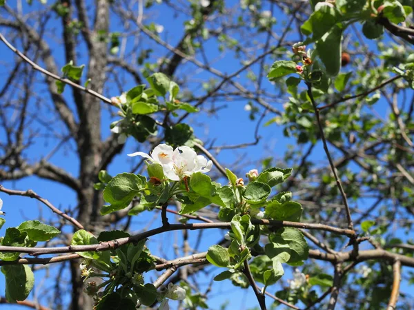 Apple Blossoms Blue Sky Sunny Day — Stock Photo, Image