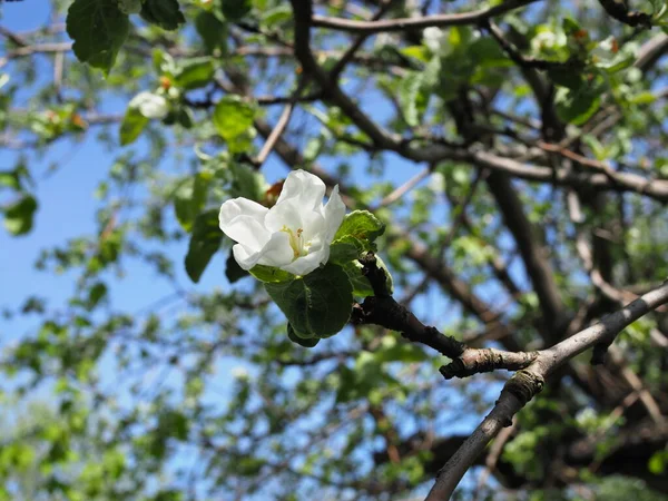 Apple Blossoms Blue Sky Sunny Day — Stock Photo, Image