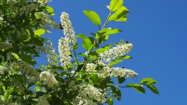 Garden Bumble-bee feeding on flowers of bird cherry. Twig is bent and can clearly seen corrective movement of insect wings. — Stock Video