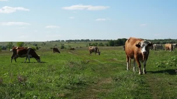 Herd Cows Grazing Meadow Sunny Day — Stock Video