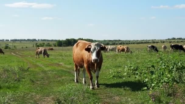 Herd Cows Grazing Meadow Sunny Day — Stock Video