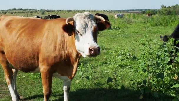 Krowa Macha Uszami Dziwnie Patrzy Kamerę Latają Muchy Gorący Letni — Wideo stockowe