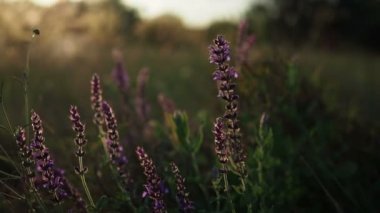 Bir yaz çayır batımında güzel mor çiçekler