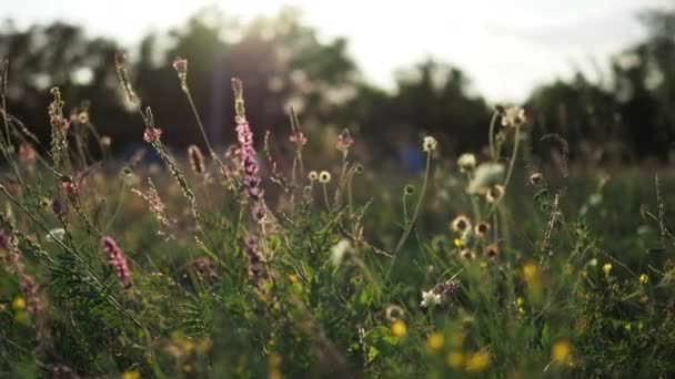 Krásné fialové květy na letní louce při západu slunce — Stock video