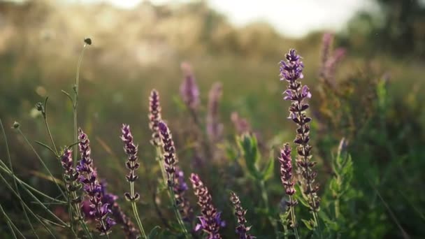 Beautiful purple flowers on a summer meadow at sunset — Stock Video
