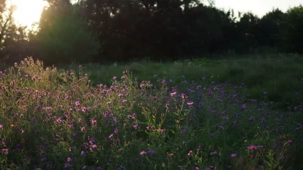 Hermosas flores moradas en un prado de verano al atardecer — Vídeos de Stock