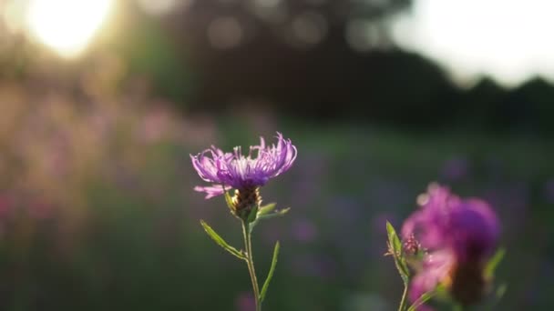 Schöne lila Blumen auf einer Sommerwiese bei Sonnenuntergang — Stockvideo