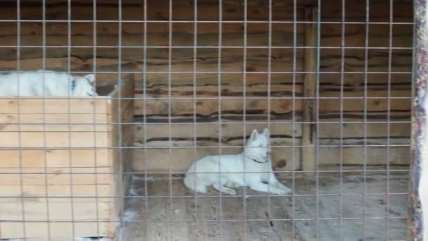 Canil de husky siberiano: os cães sentam-se atrás de barras de ferro em jaulas — Vídeo de Stock