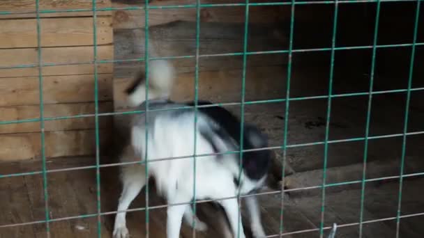 Zwei freundliche Hunde prügeln sich im Käfig im Zwinger — Stockvideo