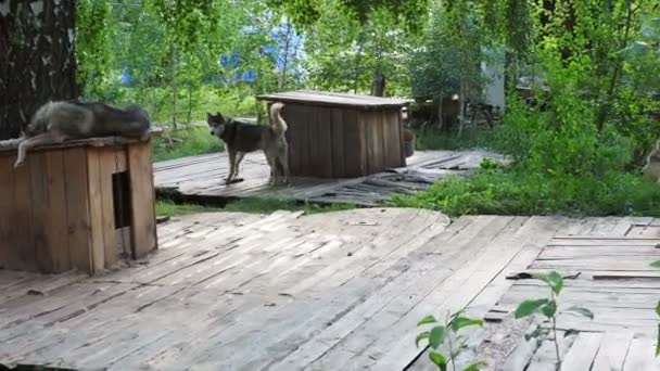 Husky ment à propos de leurs cabines dans la pépinière dans la forêt verte — Video