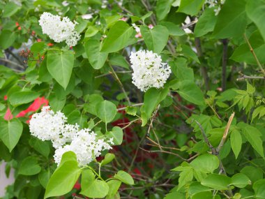 Yeşil yaprak arka planında beyaz leylak dalı.