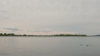 Vahşi ördekler bulutlu bir bahar gününde geniş bir nehirde yüzerler.