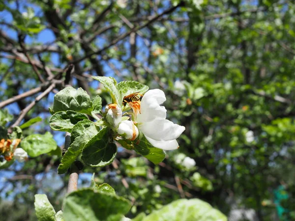 Bee White Flower Tree Bee Picking Pollen Apple Flower Bee — Stock Photo, Image
