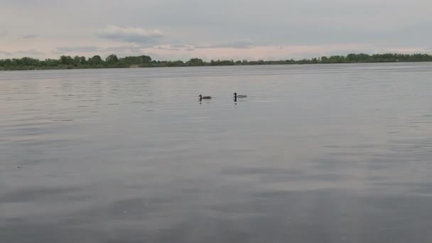 Dzikie Kaczki Pływają Szerokiej Rzece Pochmurny Wiosenny Dzień — Wideo stockowe