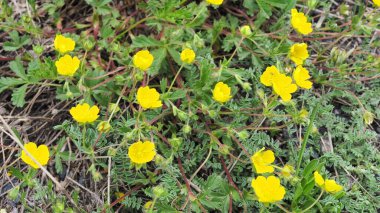 İlkbaharda dağlarda yüksek bir çayırda güzel sarı çiçekler..