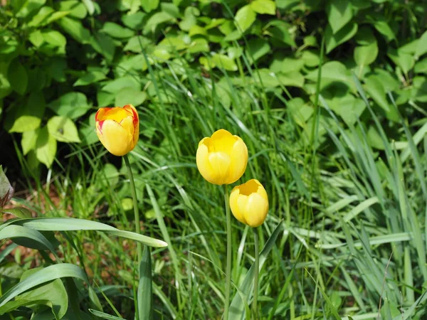 Parlak bir bahar gününde bahçede sarı laleler.