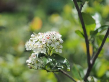 Yapraklı siyah meyveli dağ küllerinden çiçekler.