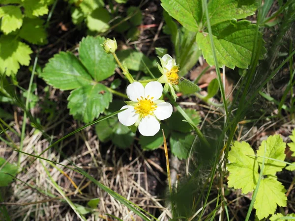 Erdbeerblüte Auf Einem Erdbeerfeld Frühling — Stockfoto