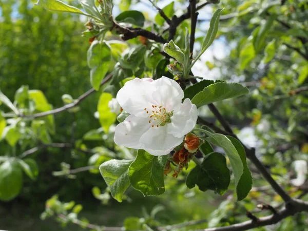 Pastel Tones Spring Blossom Apple Tree Macro — Stock Photo, Image