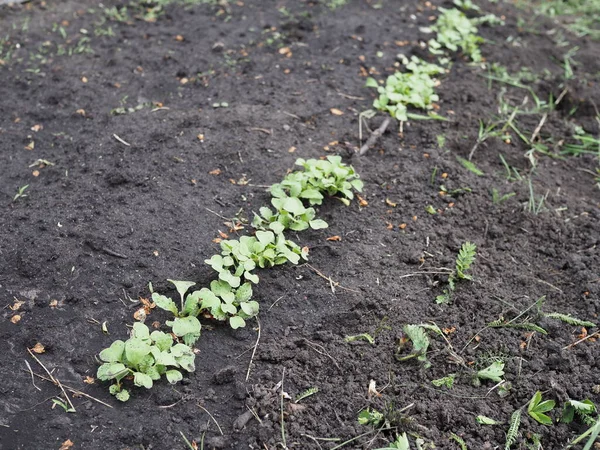 Semis Radis Dans Jardin Printemps — Photo