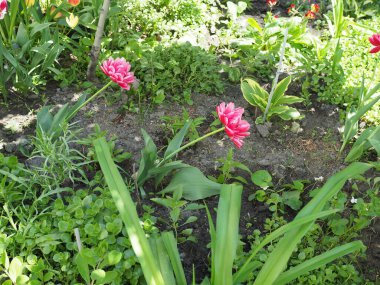 Parlak kırmızı lale. Bahçedeki şakayık lale. Güneşli bir bahar günü. Bir sürü taç yaprağı olan çiçek.