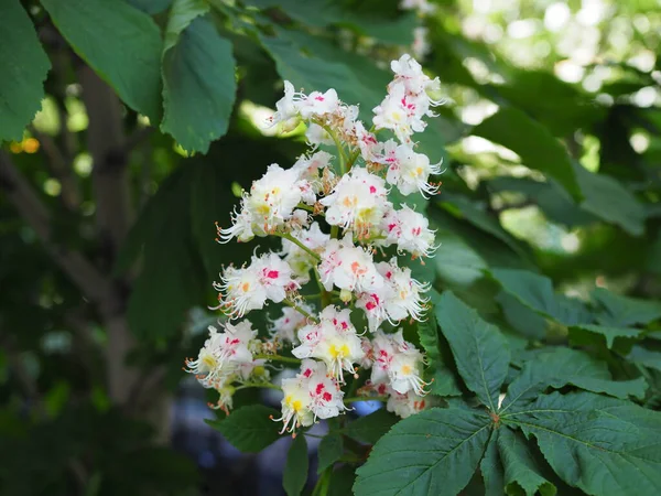 Tavasszal Közel Gesztenyefa Virágzásához — Stock Fotó