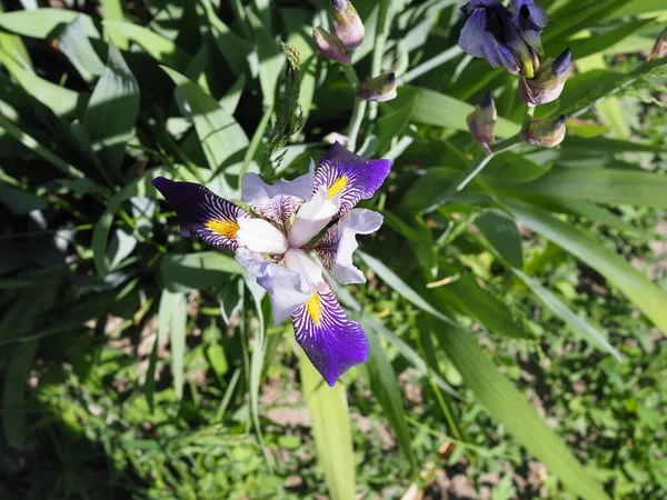 Blühende Iris Aus Nächster Nähe Frühjahrsanblick Von Oben — Stockfoto