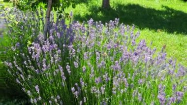 Parlak bir yaz gününde kelebekler ile Lavanta çalılar
