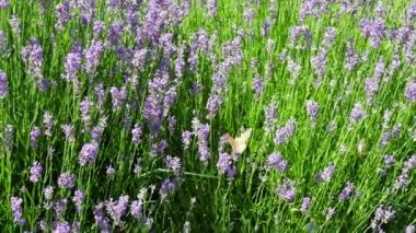 Parlak bir yaz gününde kelebekler ile Lavanta çalılar