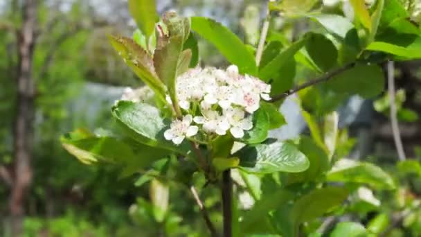 Flowers Black Fruited Mountain Ash Leaves — Stock Video