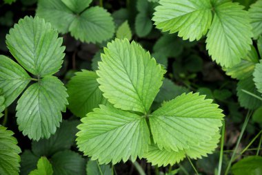 Güneş ışığında taze yeşil yapraklar. İlkbahar doğal güzel arka plan. Çilek yaprakları. Seçici odak.