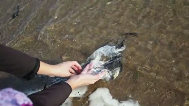 Process Releasing Fish Local Rivers Young People Volunteers River Ecosystem — Stock Video