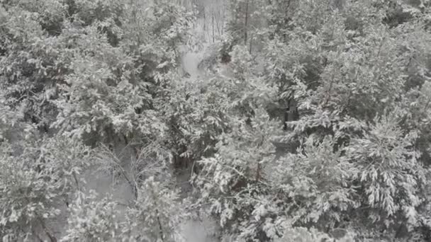Hiver Montagne Neige Forêt Haut Vue Aérienne 