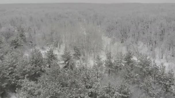 冬の山雪 空中林トップビュー — ストック動画