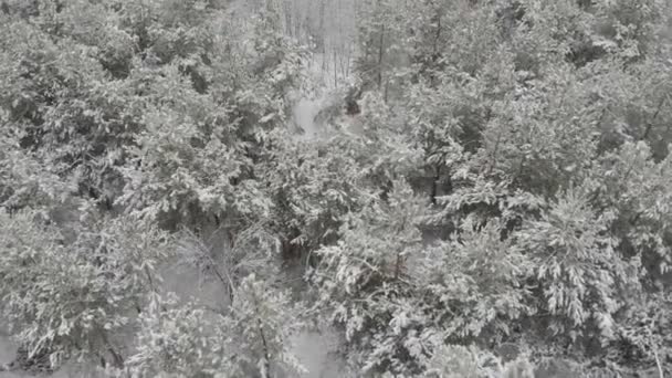 Inverno Montagna Neve Aerea Foresta Top Views — Video Stock