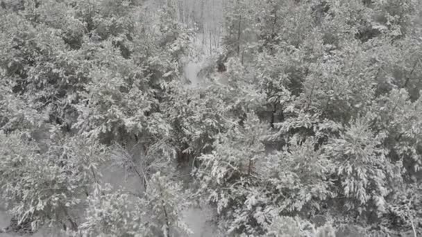 Hiver Montagne Neige Forêt Haut Vue Aérienne 